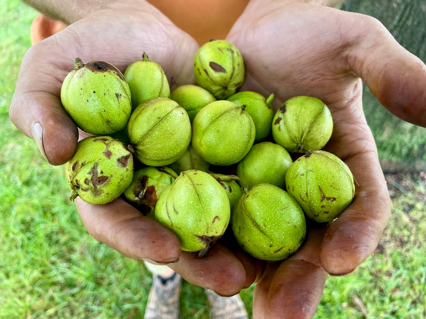 Move over, olive oil: Efforts are growing to produce a local alternative - The Boston Globe