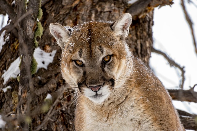 Mountain lion activity temporarily shuts down Horsetooth Mountain Open Space in Fort Collins