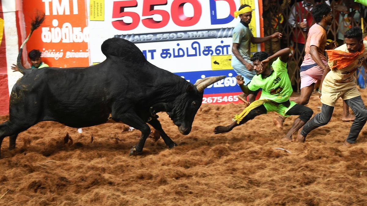 Jallikattu 2026: Why Alanganallur's bull tamers risk their lives
