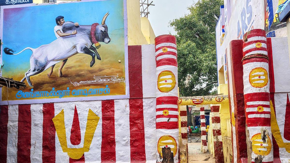 As jallikattu season nears; Madurai arenas gear up for Pongal celebration