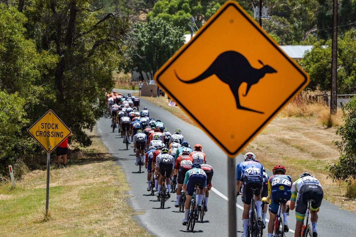 Jay Vine wins Tour Down Under after two kangaroos cause mass crash