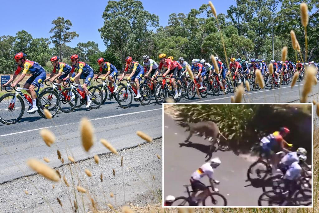 Kangaroos cause carnage during final stage of bike race