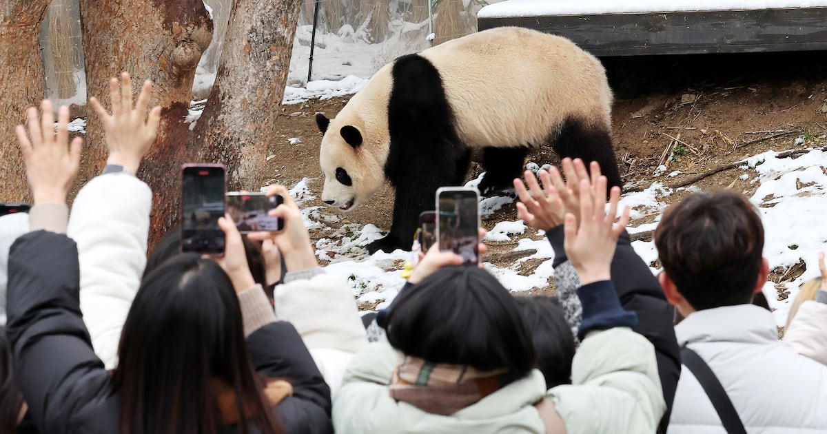 Animal Rights Group Condemns Panda Diplomacy, Exhibition Use