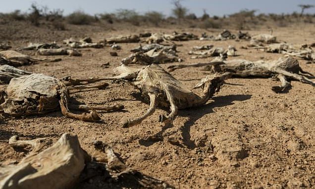 'Our children are next' fear Kenyans as drought wipes out livestock