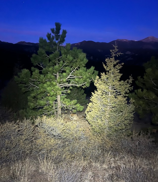 Man fought off a mountain lion on the same trail weeks before a fatal attack near Estes Park