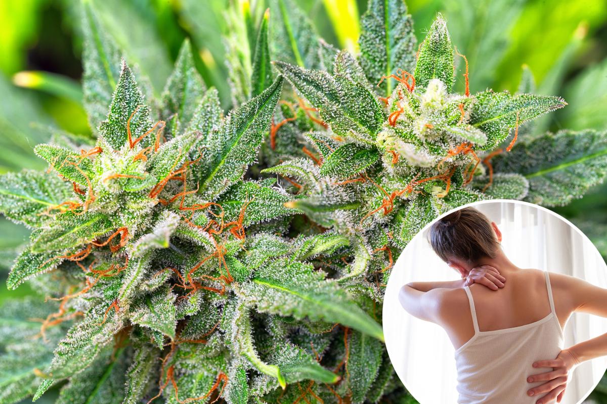 Medical marijuana's pain promise is under fire  --  again