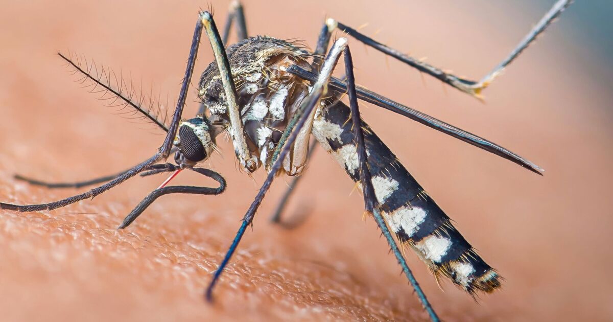 Horror new virus fears as mosquitoes thirstier than ever for human blood