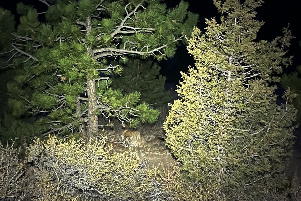 Search ends for mountain lion responsible for killing hiker on Colorado trail