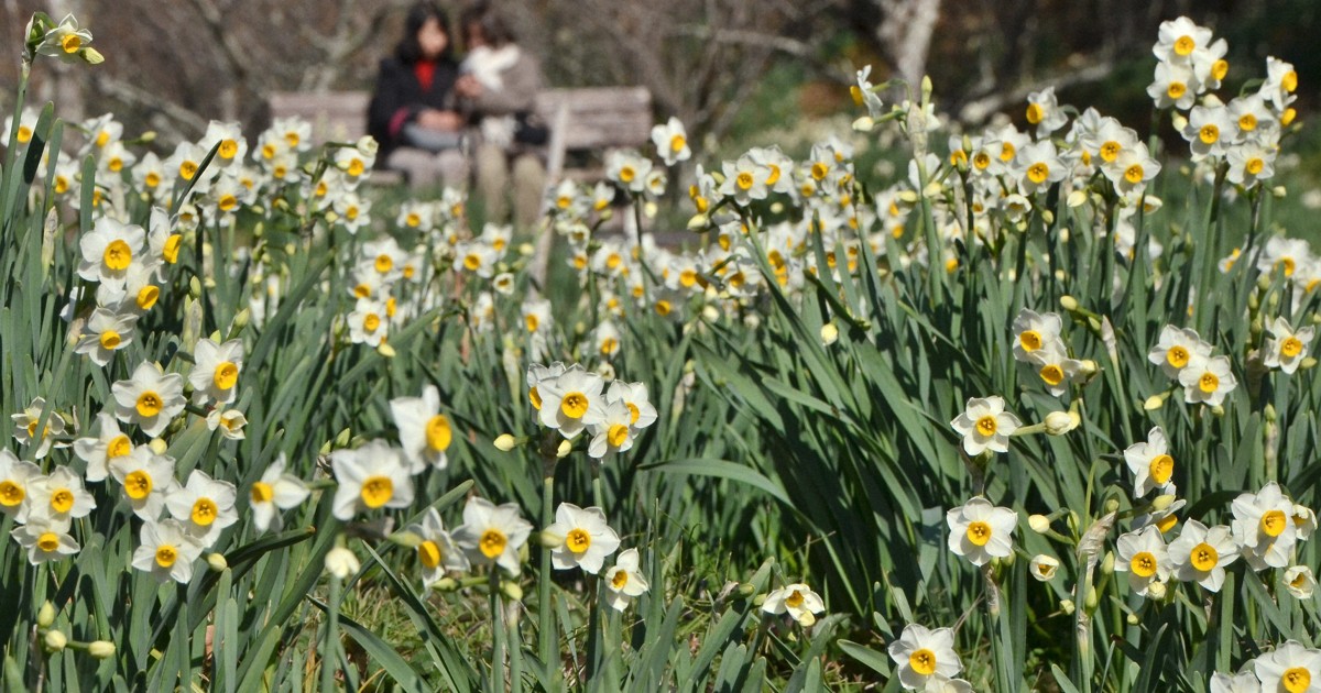 Easy Japanese news in translation: Narcissus flowers in full bloom in Chiba Prefecture