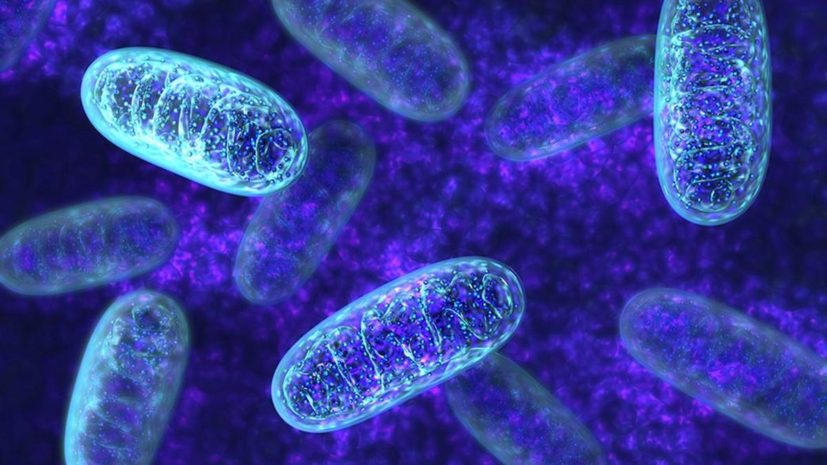 Study discovers stress-reducing role of natural molecule in body, may help with metabolic disorders