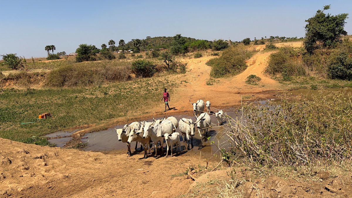 BBC World Service - The Documentary Podcast, Nigeria: Killings, land and cattle