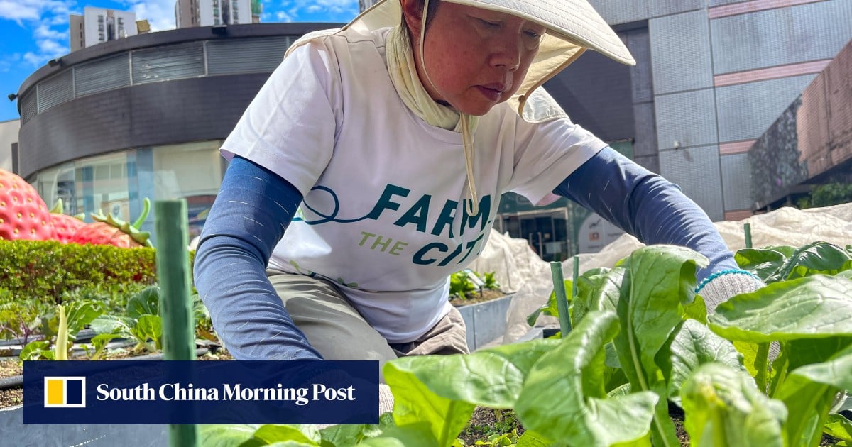 Operation Santa Claus: elderly Hongkongers find new purpose on rooftop farms