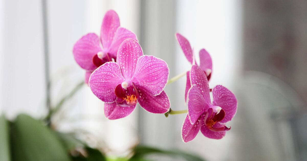 Orchids will grow 'gorgeous blooms' if you avoid 3 'common' mistakes this year