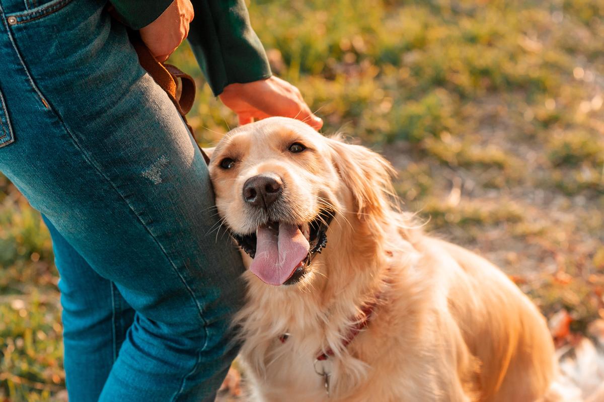 Majority of pet owners prioritize their animals' budgets over their...