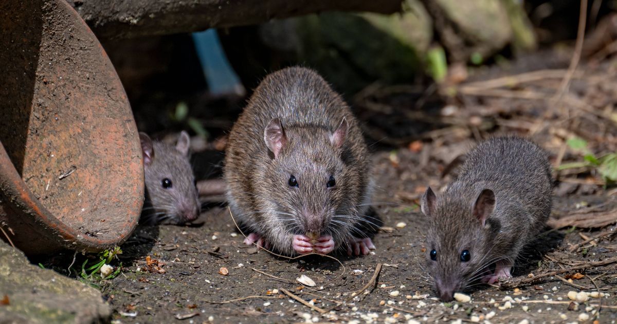 Stop rats entering your home by placing 1 item in garden in January - The Mirror