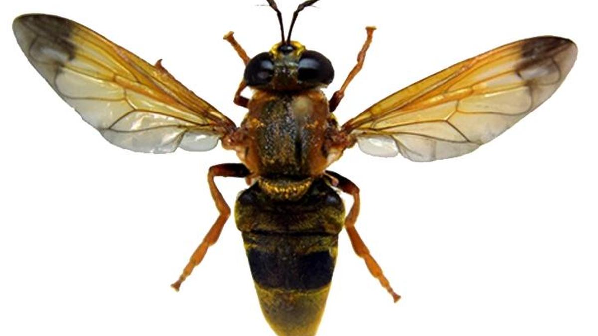 Two new rare ant fly species discovered in Delhi and Western Ghats