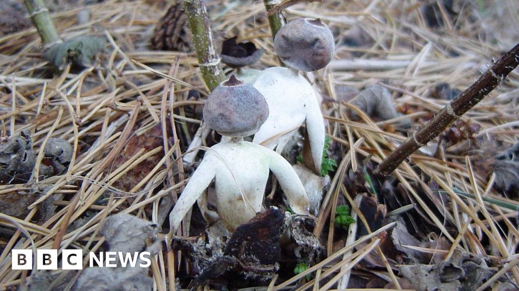 Rare fungi spotted at The Box Moor Trust Estate in Hertfordshire