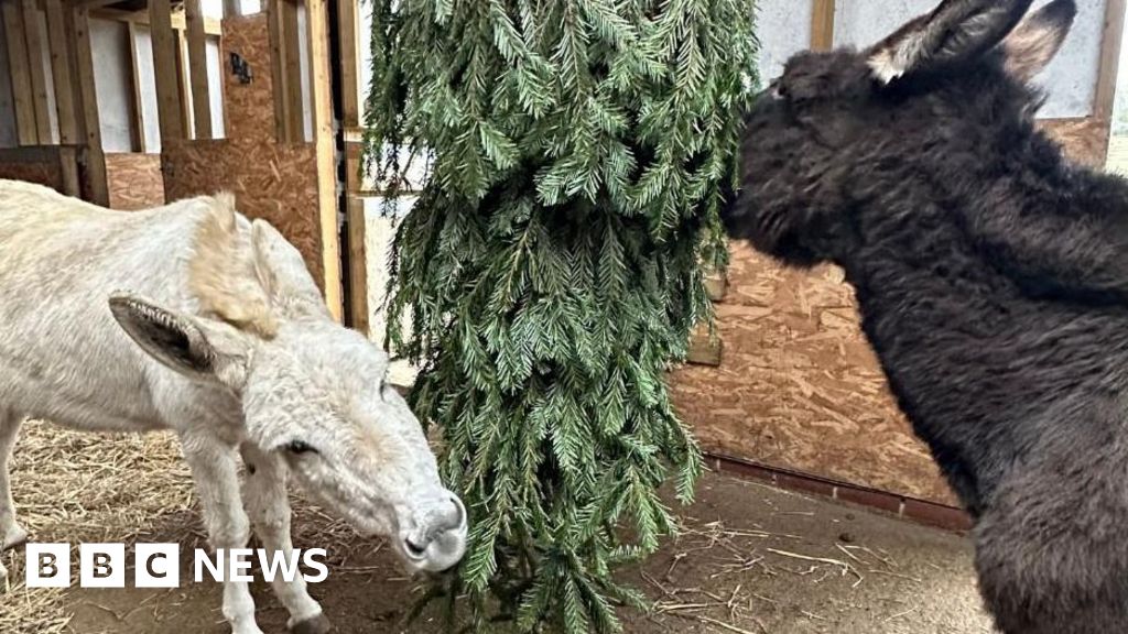 How to recycle Christmas trees in the South