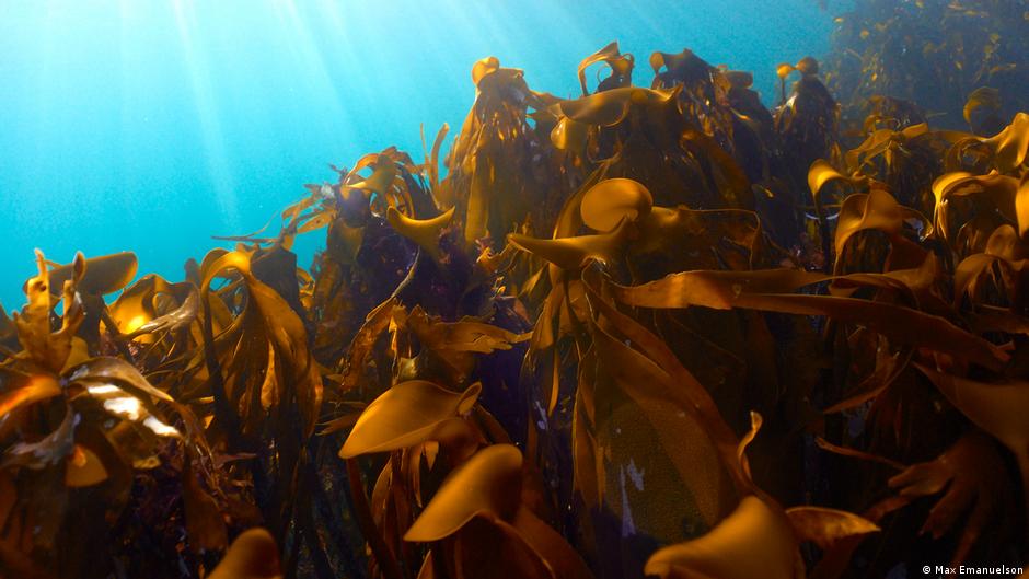 How restoring kelp forests in the Arctic boosts marine life