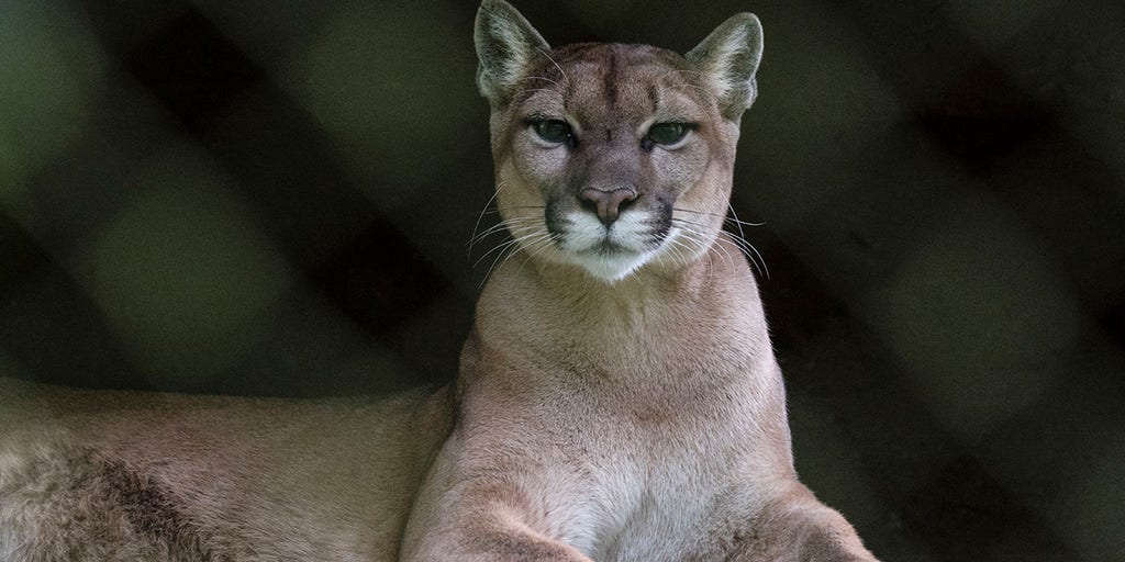 Runner fought off mountain lion with stick just weeks before fatal attack on same Colorado trail