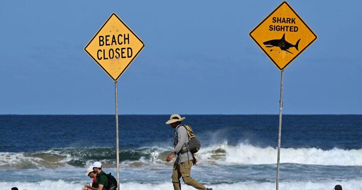 Shark attack leaves boy, 12, fighting for his life after surfer suffers injuries