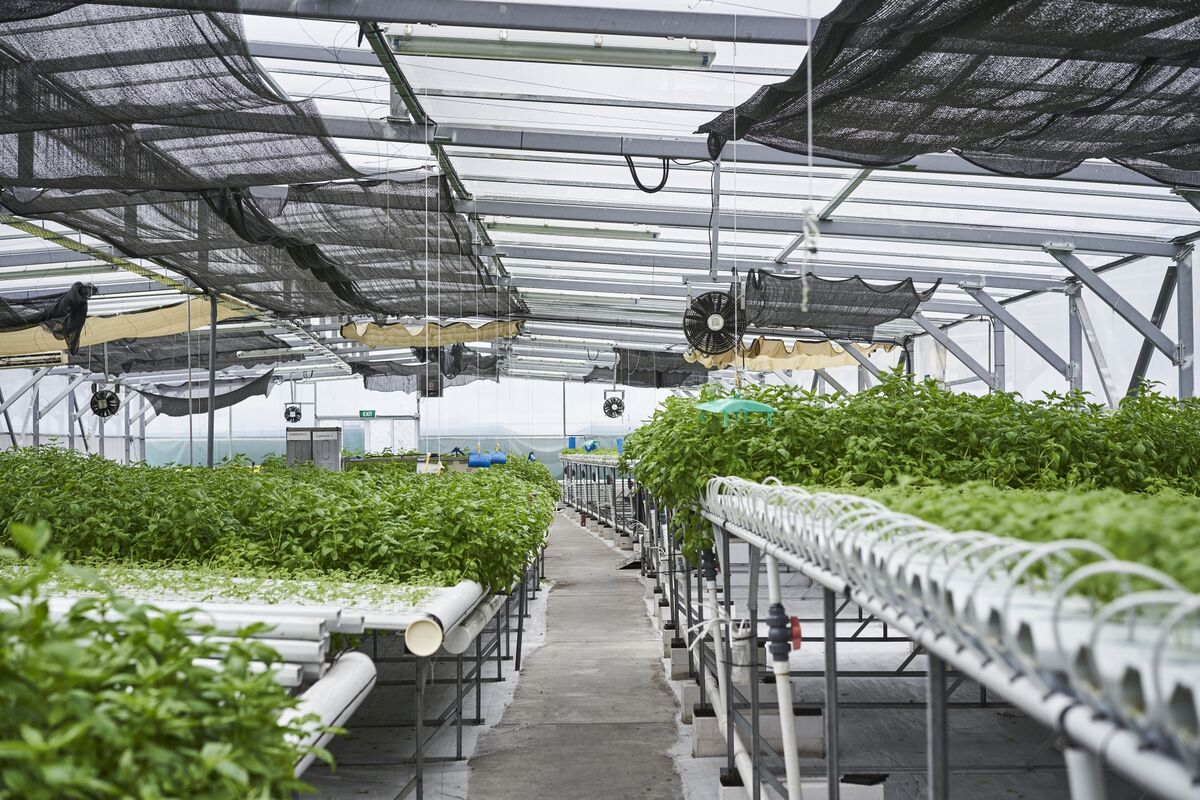 Singapore to Try Growing Crops Across Border in Bid to Cut Costs
