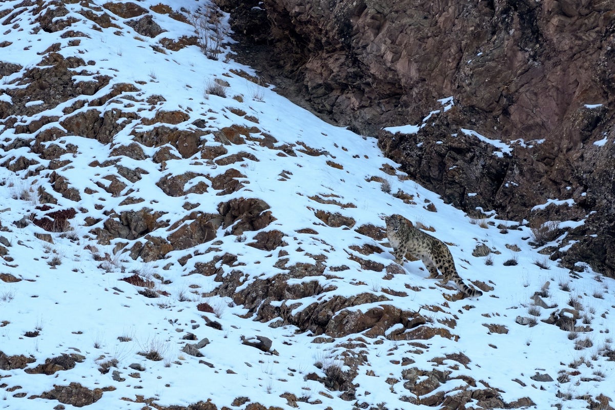 Rare snow leopard attack at China's Xinjiang ski destination leaves tourist injured