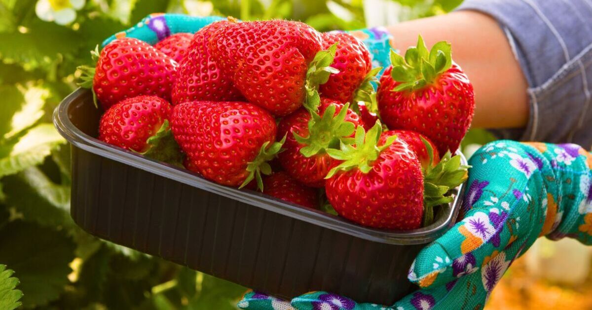 Strawberries fans urged to do a quick garden job before winter ends