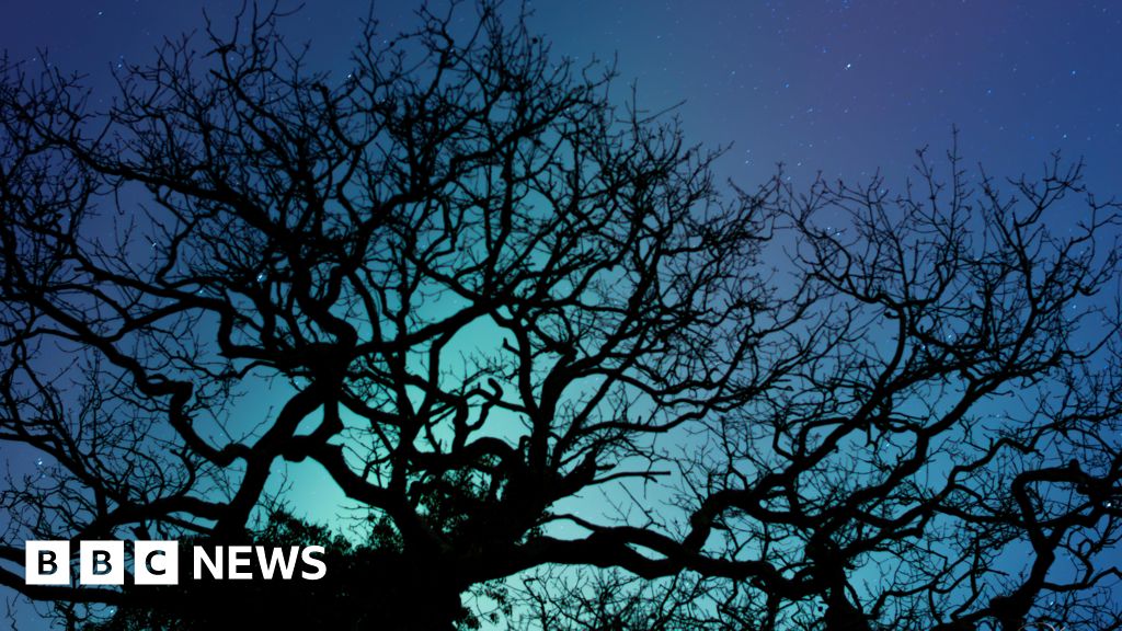 This Week in Pictures Suffolk: Felixstowe protests and Northern lights