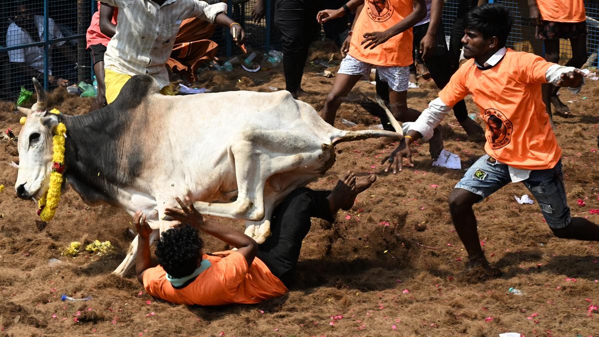 T.N. government announces relaxations in norms for jallikattu organisers, participants