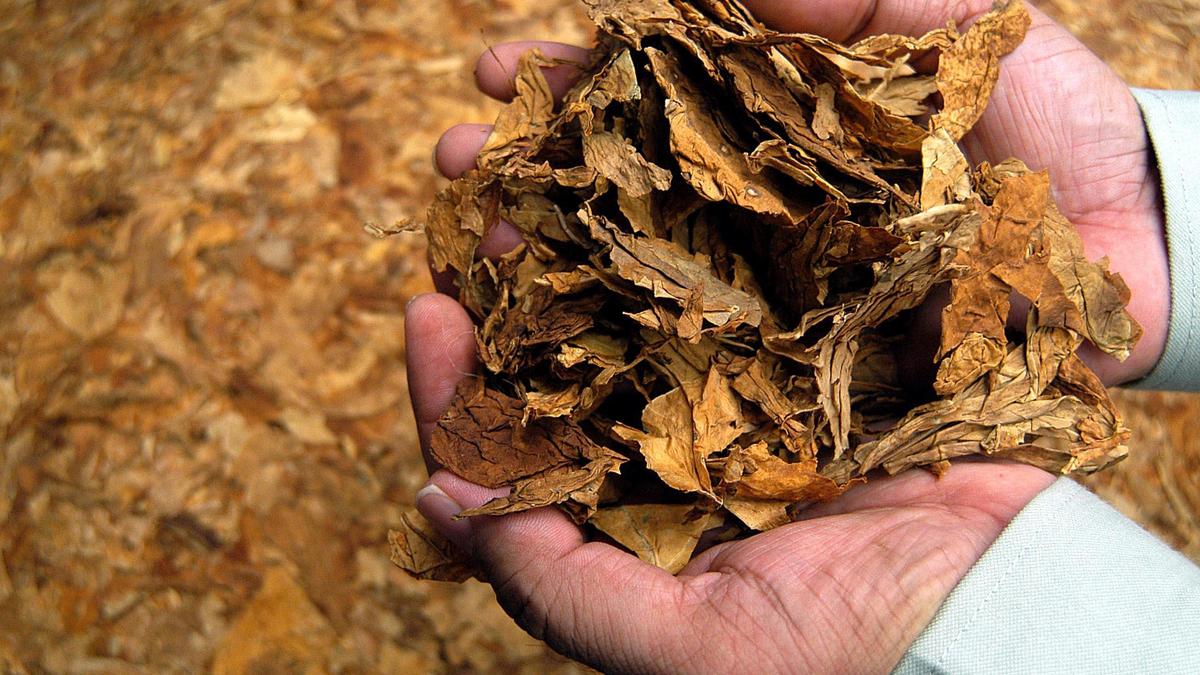 Hike in tax on unmanufactured tobacco: Tobacco traders to stay off auction platforms in Karnataka from Jan. 24