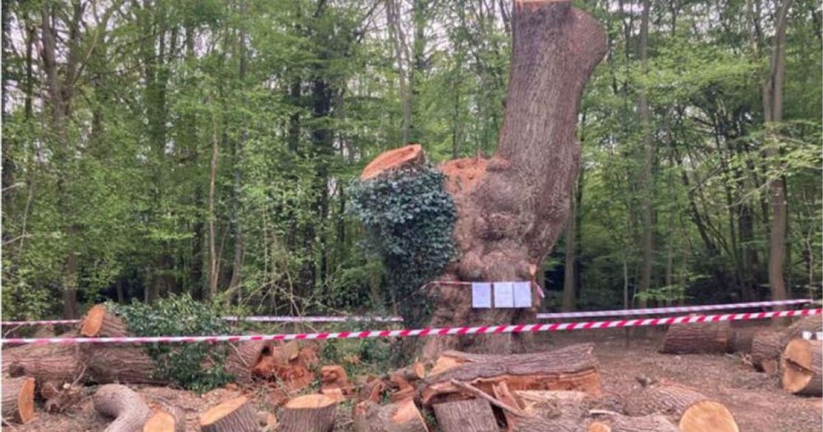 Toby Carvery outrage over cutting down of iconic tree