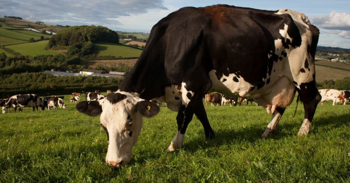 UK milk chaos for farmers it's poured away by suppliers