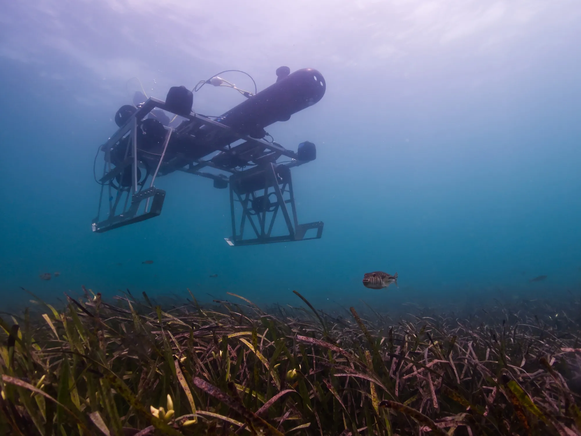 Underwater Drones Reveal the Ocean's Potential to Store Carbon