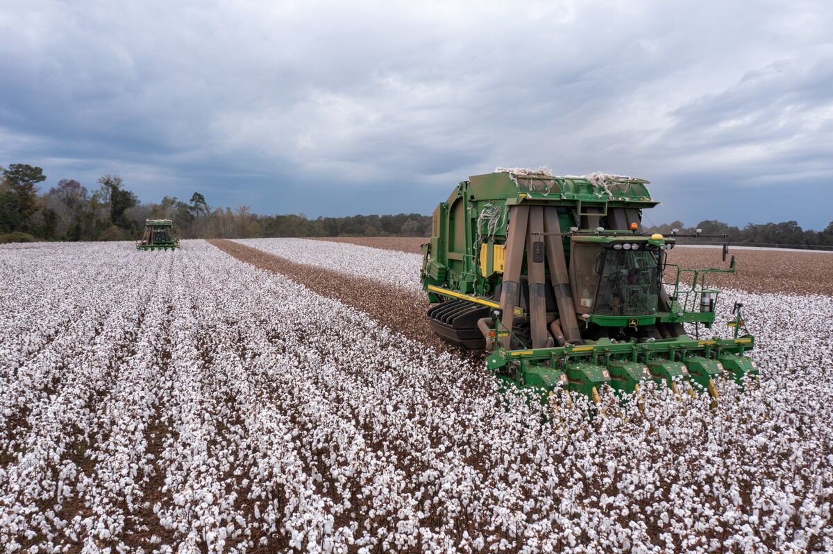 US Rice, Cotton Farmers Get Biggest Payments in $12 Billion Aid