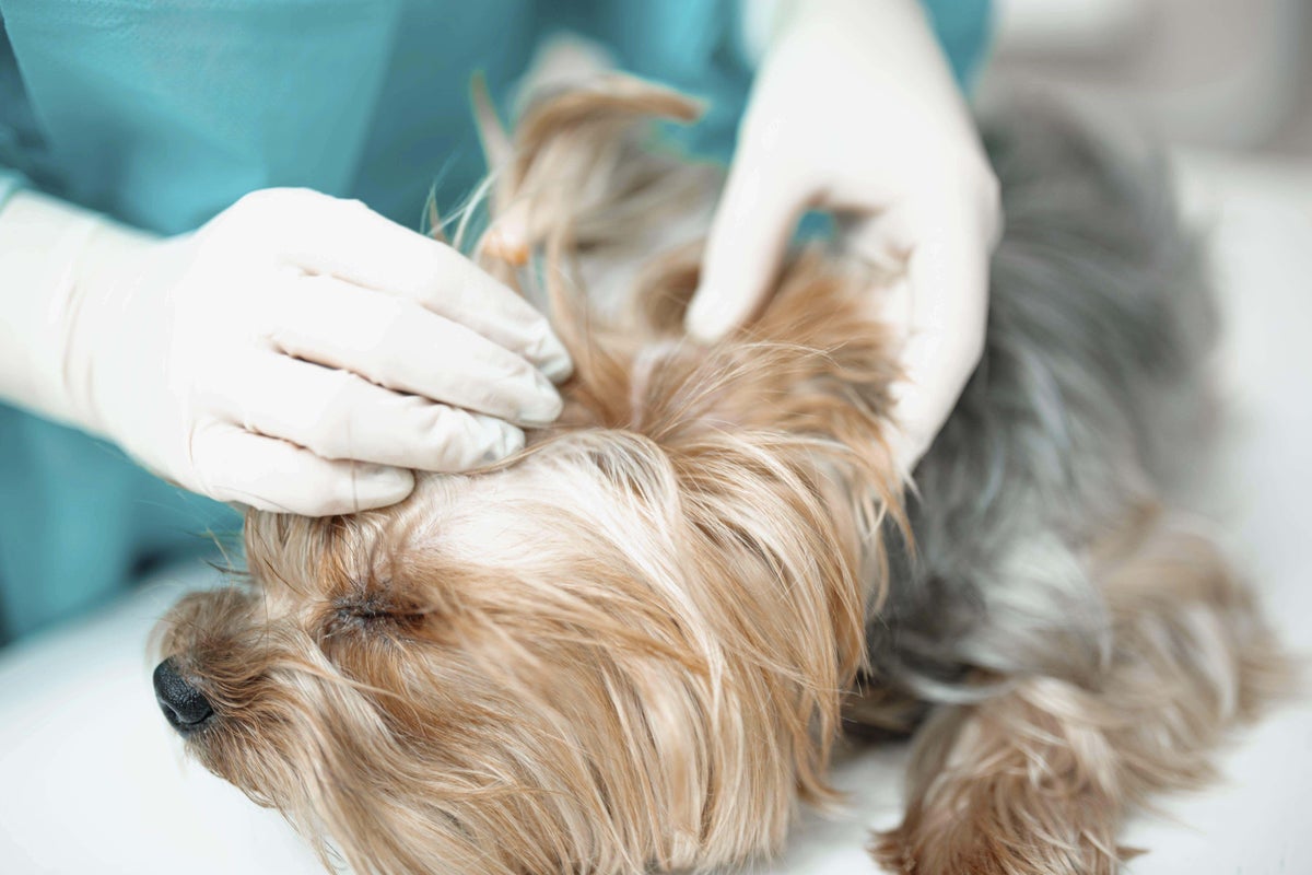 Vets told to publish price lists under major reforms