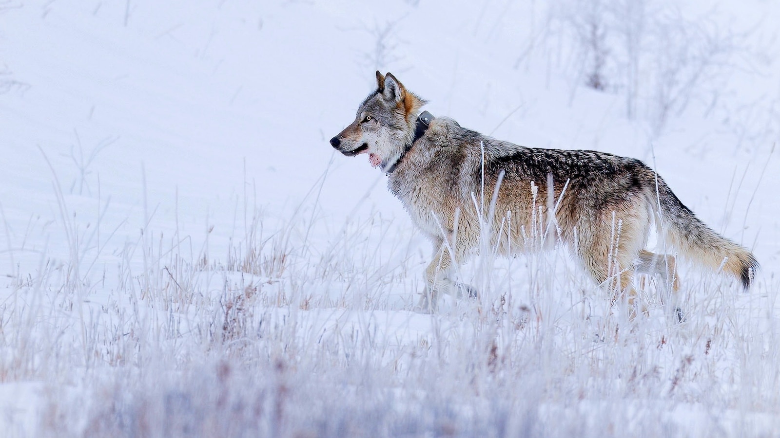 Poacher illegally kills prominent wolf from Yellowstone's most viewed pack: Officials