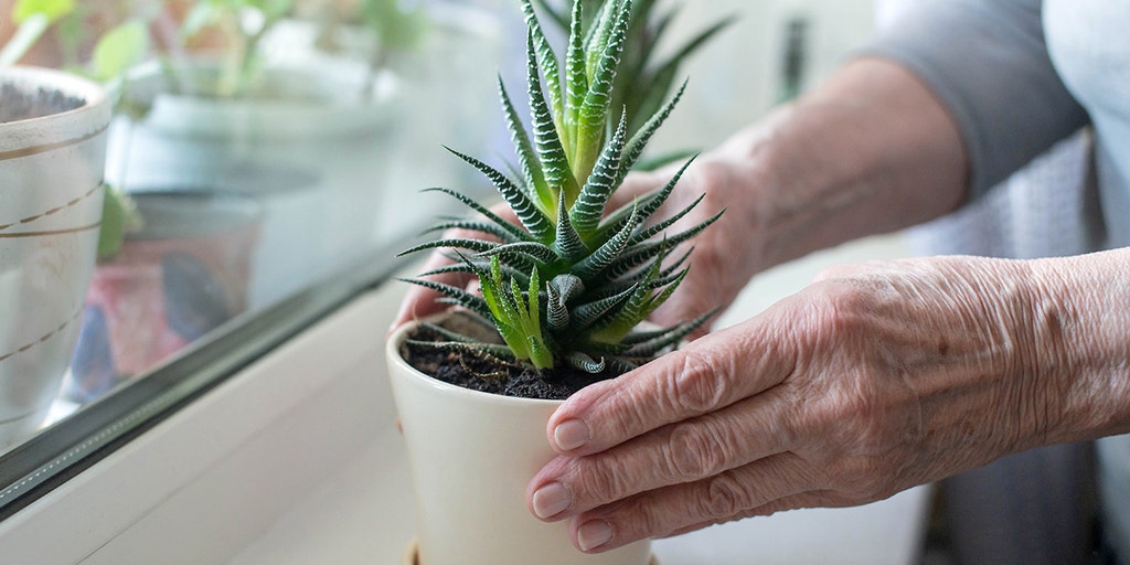 Common household plant could hold key to fighting Alzheimer's disease