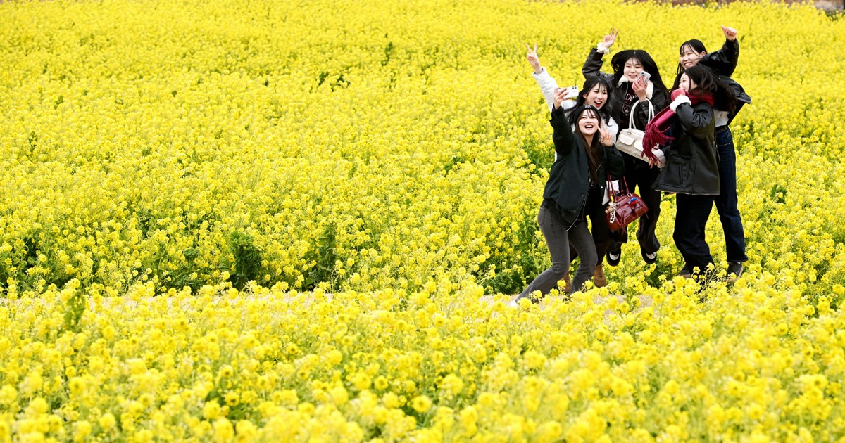 Easy Japanese news in translation: Canola flowers vividly color park in Hyogo Prefecture