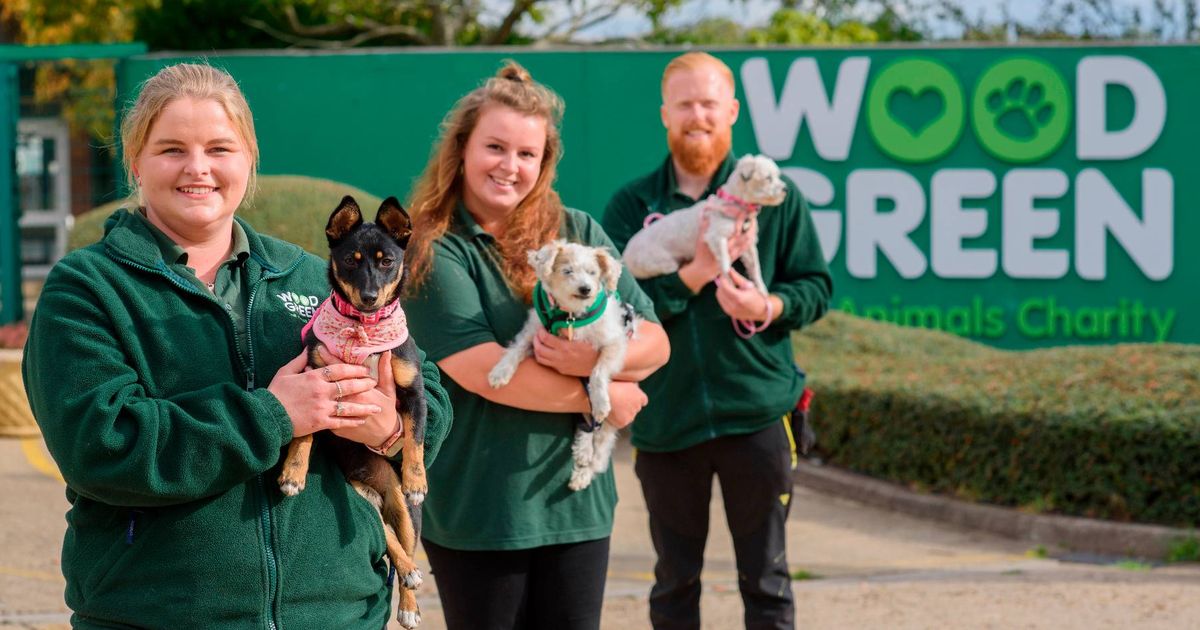 BAFTA-winning Channel 4 show looking for dog lovers to take part in new series - The Mirror