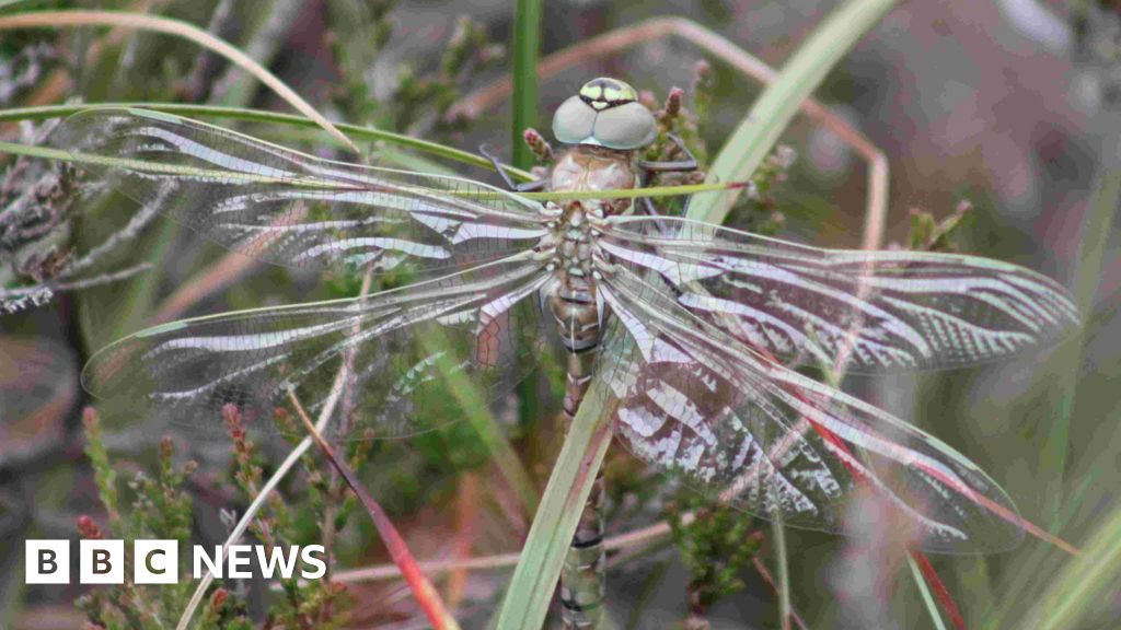 Charity to revive Cumbria peatlands and challenge 'bleak' image