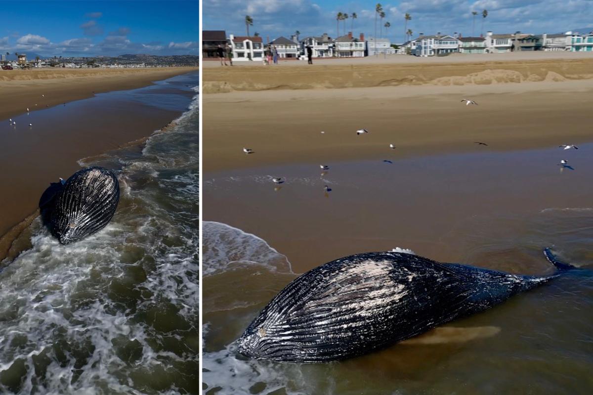 Gruesome scene as massive dead whale washes ashore on picturesque...