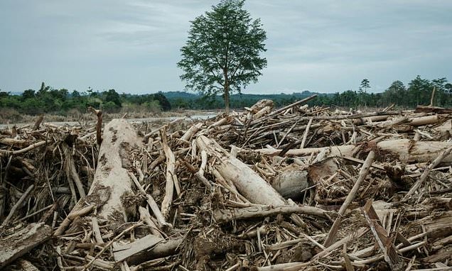 Deadly Indonesia floods force a deforestation reckoning