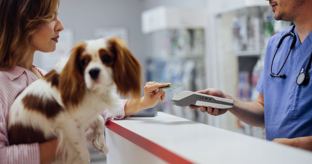 Dog owners warned against trying one remedy at home when pets are ill - The Mirror