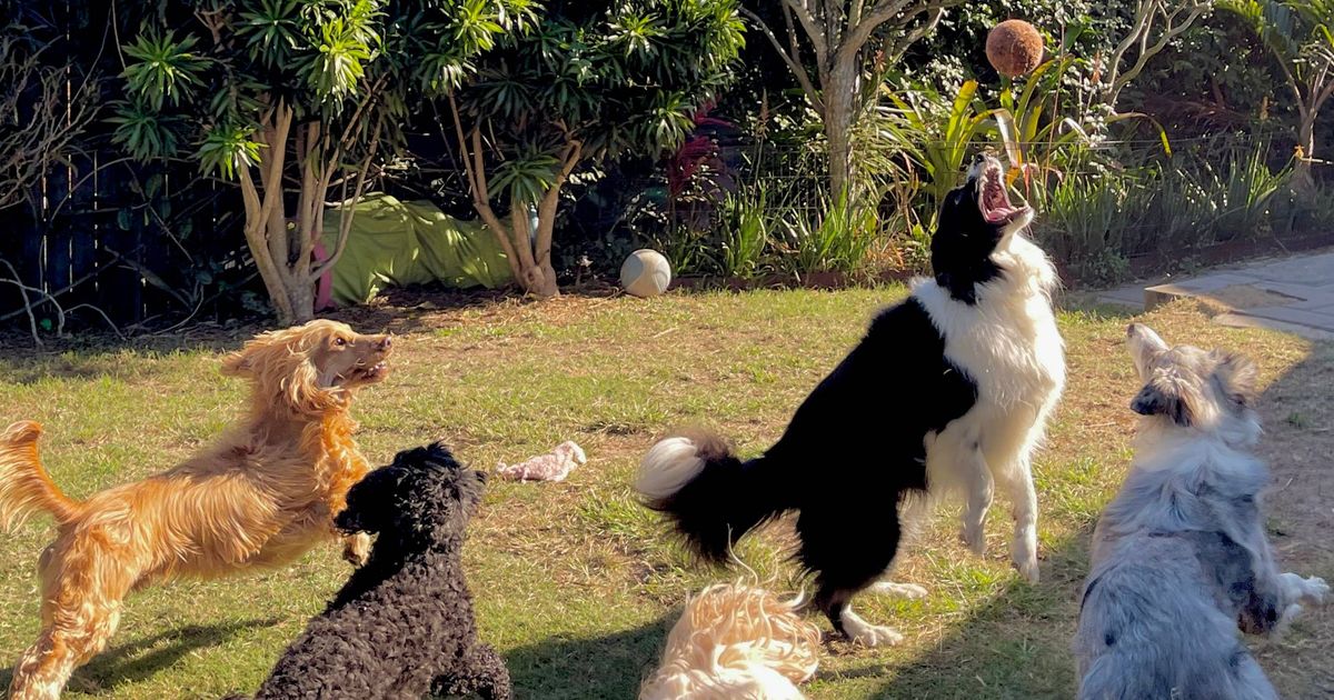 'I work in doggy daycare and there are 8 breeds that aren't for me' - The Mirror