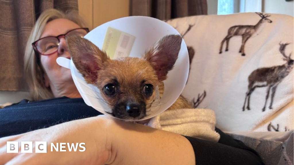 Gloucestershire couple 'spent life savings' on puppy's vet bill