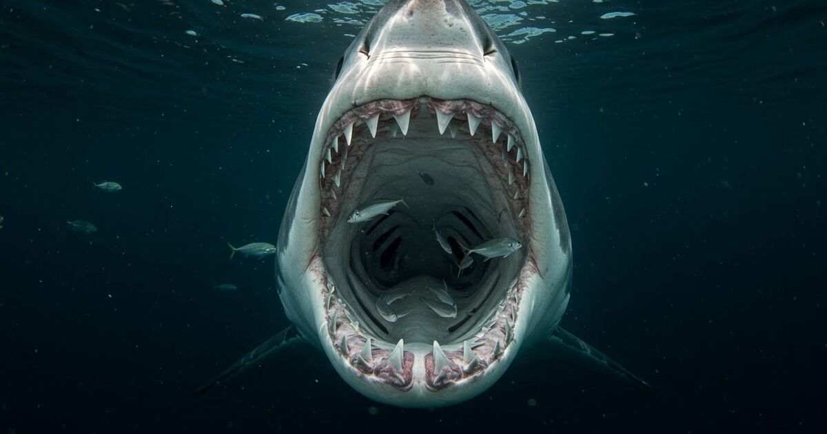 Panic as great white shark 'breeding again' in sea teeming with British tourists