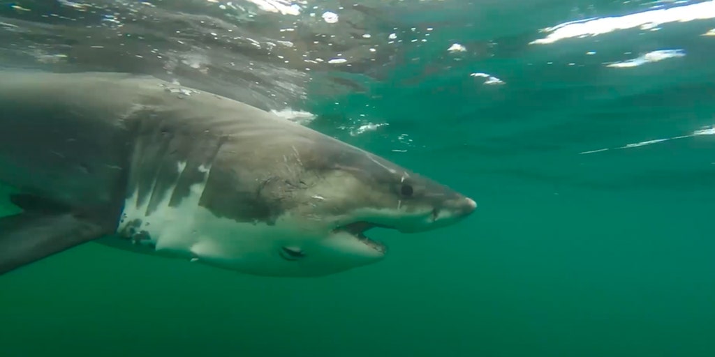 Massive great white shark detected by researchers off Mississippi coast in rare Gulf migration