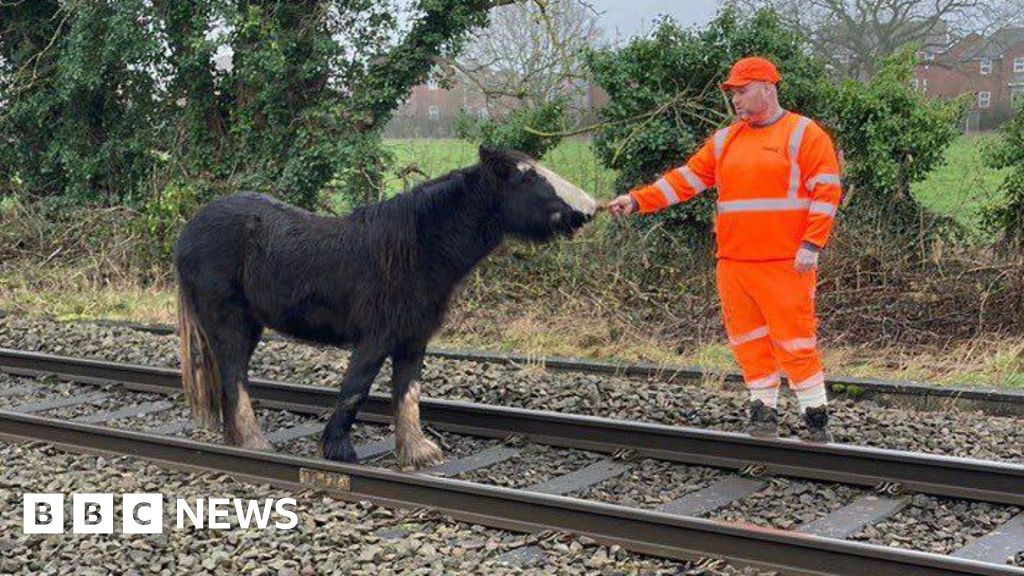 Horse on tracks causes disruption to train services