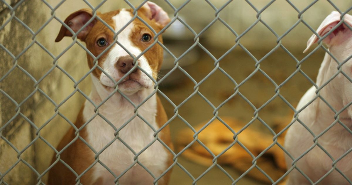 Loving dog abandoned with handwritten note that breaks shelter workers' hearts - The Mirror